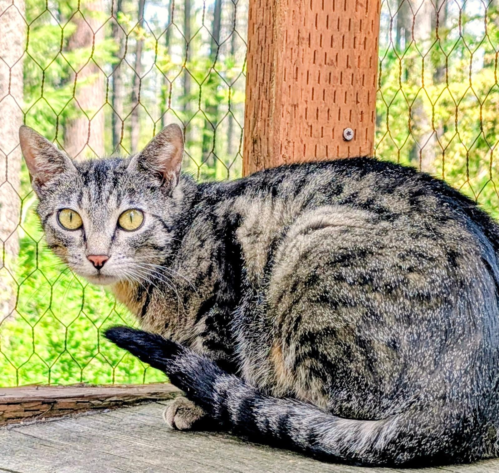 Enlarge Mika, Sweet, Gorgeous Girl, a ADOPTABLE Tabby in Newport, WA image 6/6