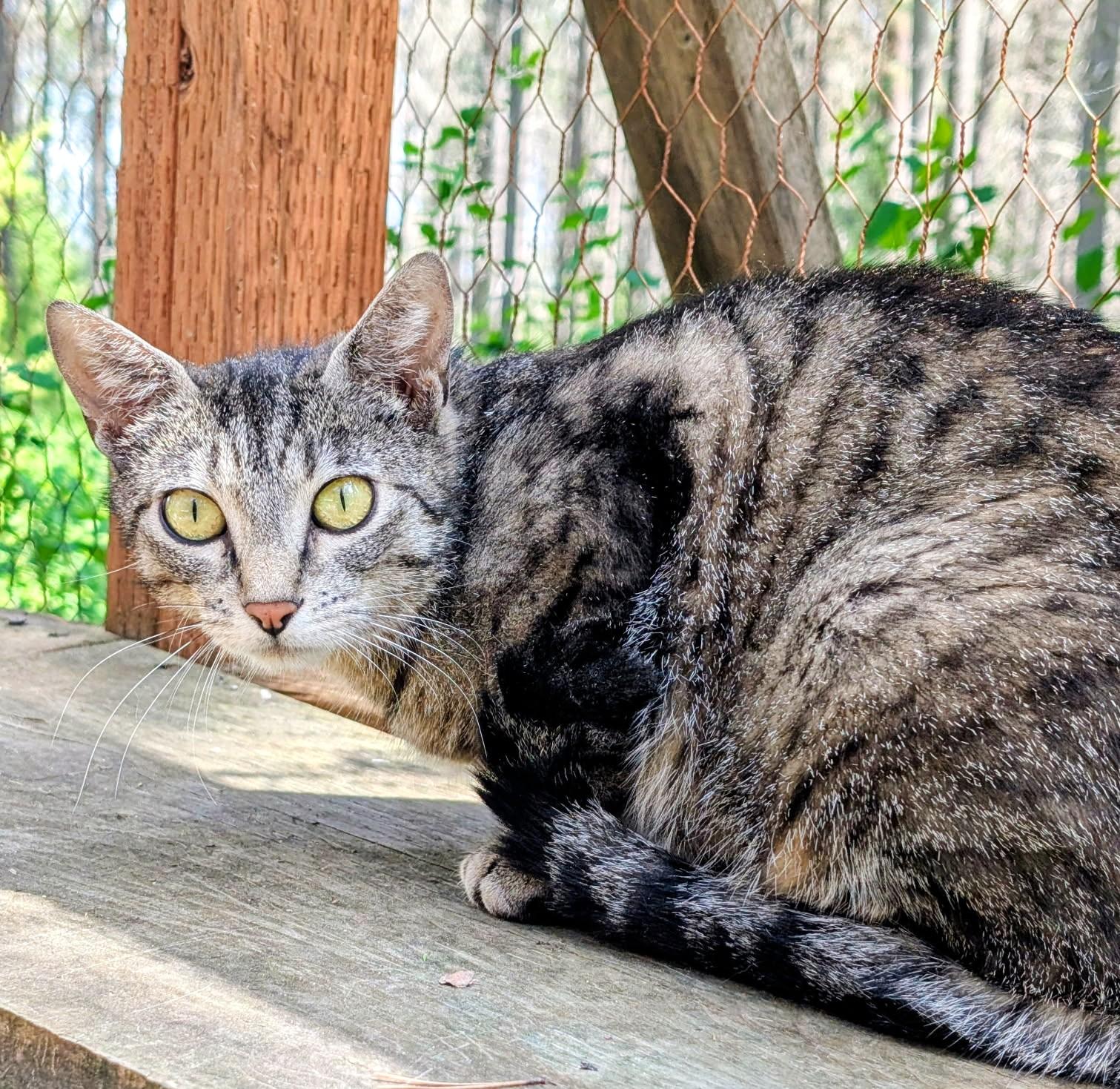 Enlarge Mika, Sweet, Gorgeous Girl, a ADOPTABLE Tabby in Newport, WA image 4/6