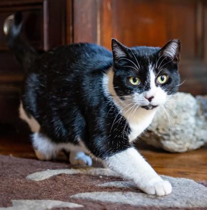 Enlarge Oreo, a Adopted mixed breed in New York, NY image 2/3