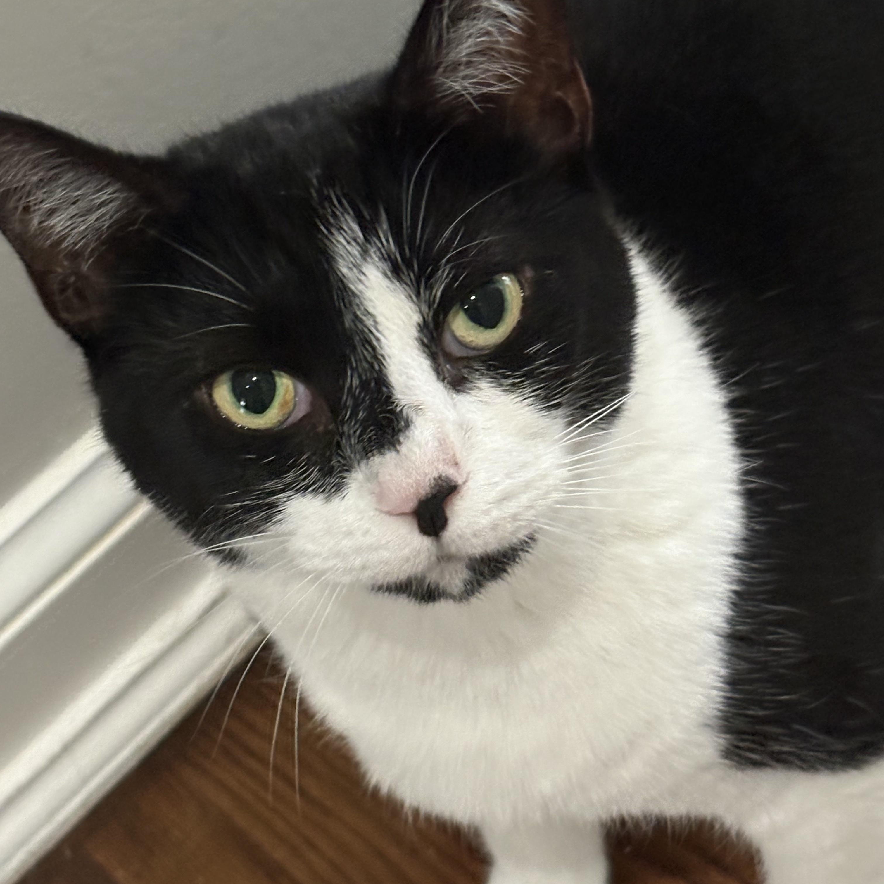 Enlarge Oreo, a Adopted mixed breed in New York, NY image 1/3