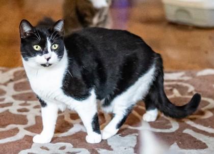 Enlarge Oreo, a Adopted mixed breed in New York, NY image 3/3