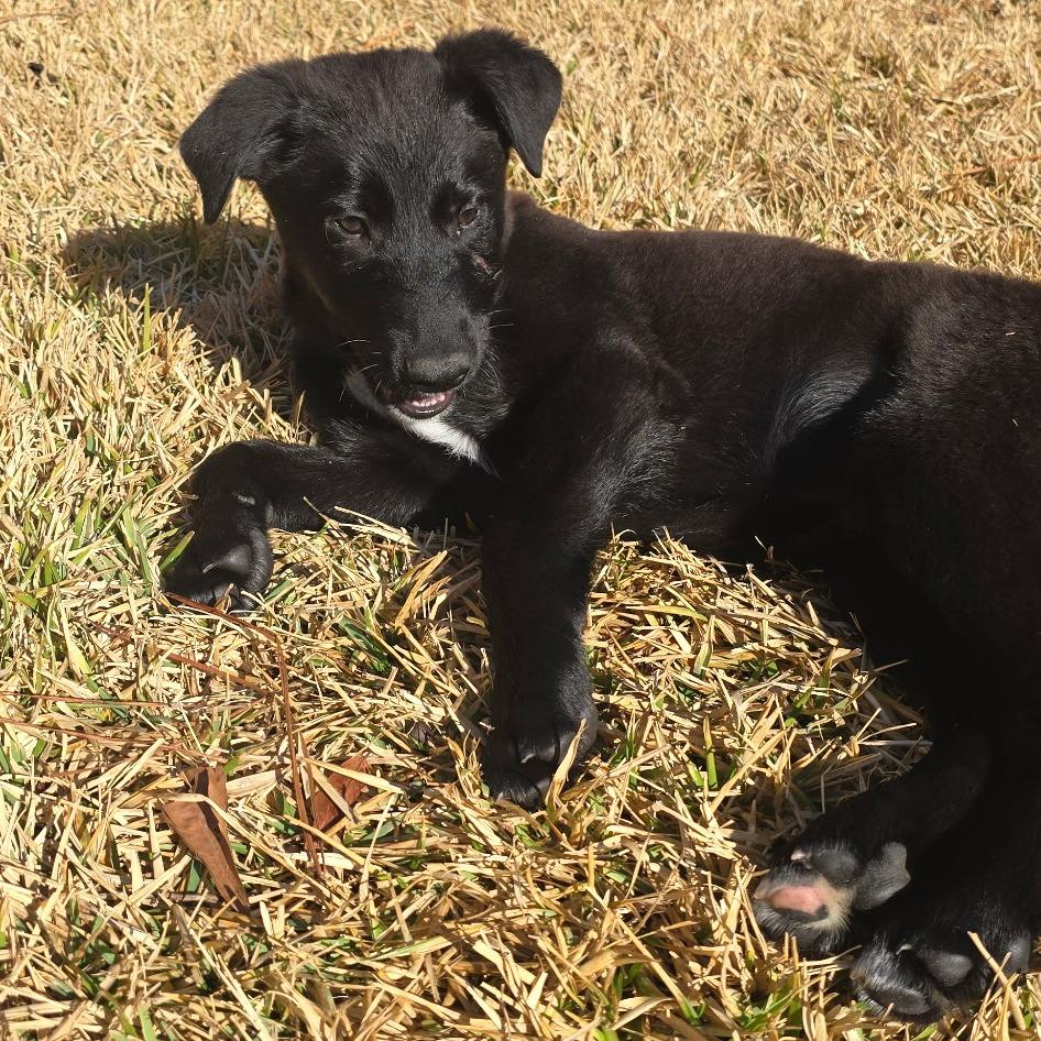 Smokey, a Adoptable mixed breed in Wilmington, NC image 3/5