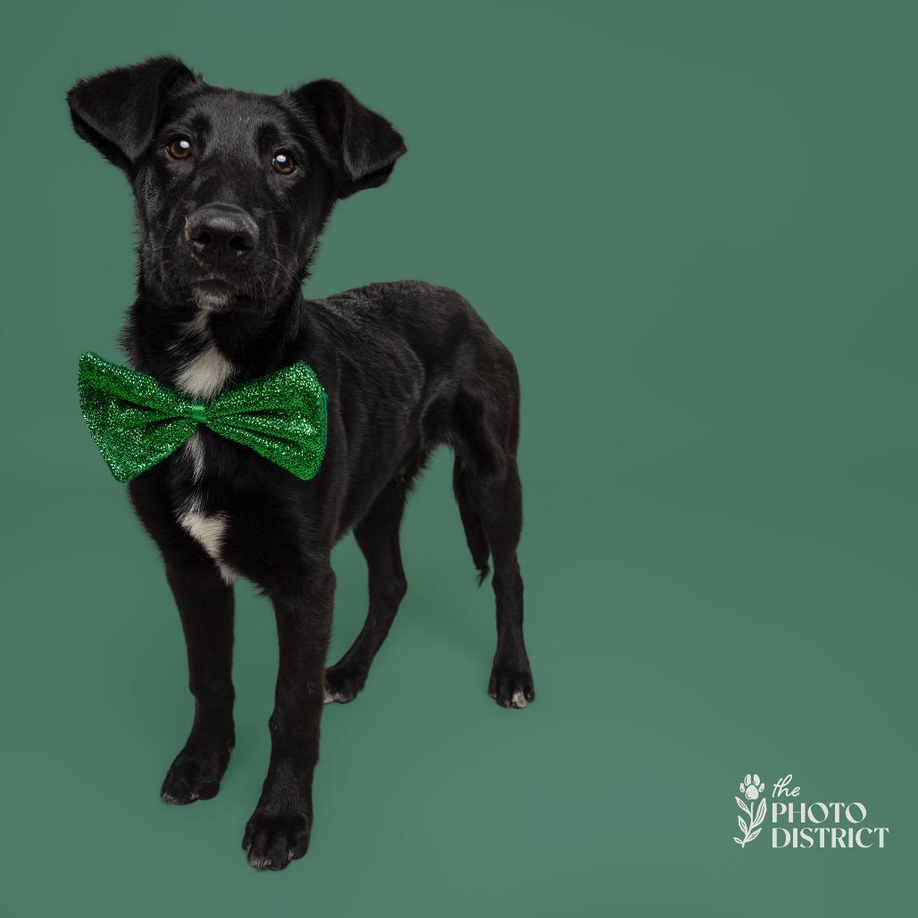 Smokey, a Adoptable mixed breed in Wilmington, NC image 5/5