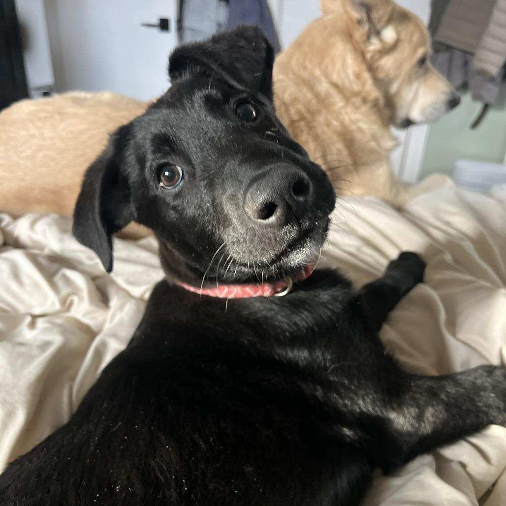 Smokey, a Adoptable mixed breed in Wilmington, NC image 2/5