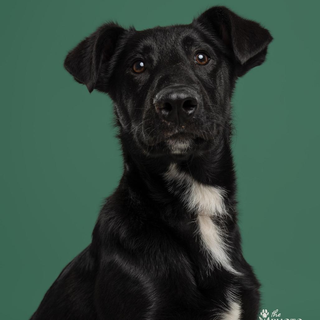 Smokey, Adoptable, Puppy Male Belgian Shepherd / Malinois & Black Labrador Retriever.