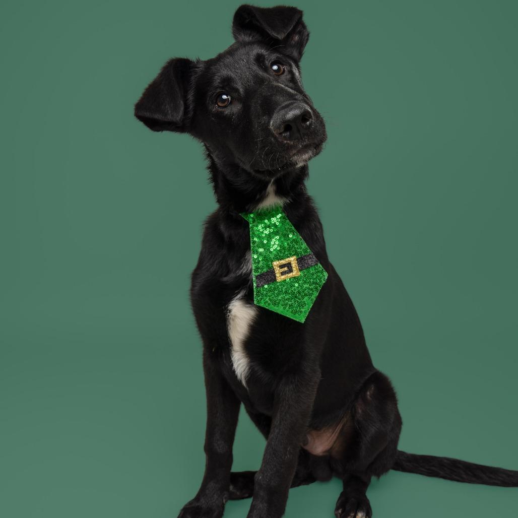 Smokey, a Adoptable mixed breed in Wilmington, NC image 4/5