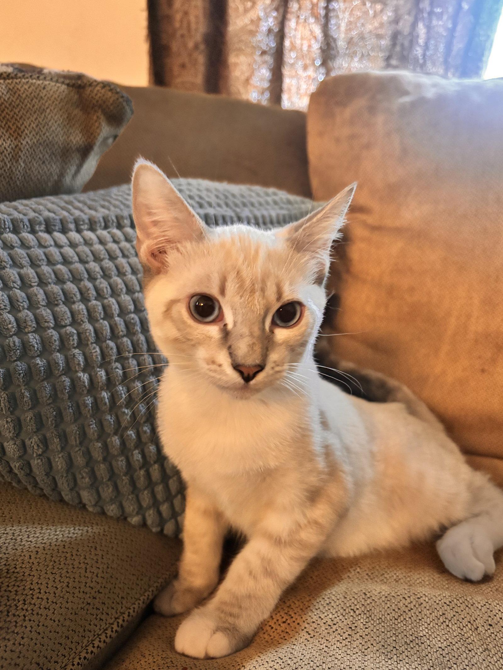 Olaf ( EE), a Adoptable Siamese in Vallejo, CA image 1/3