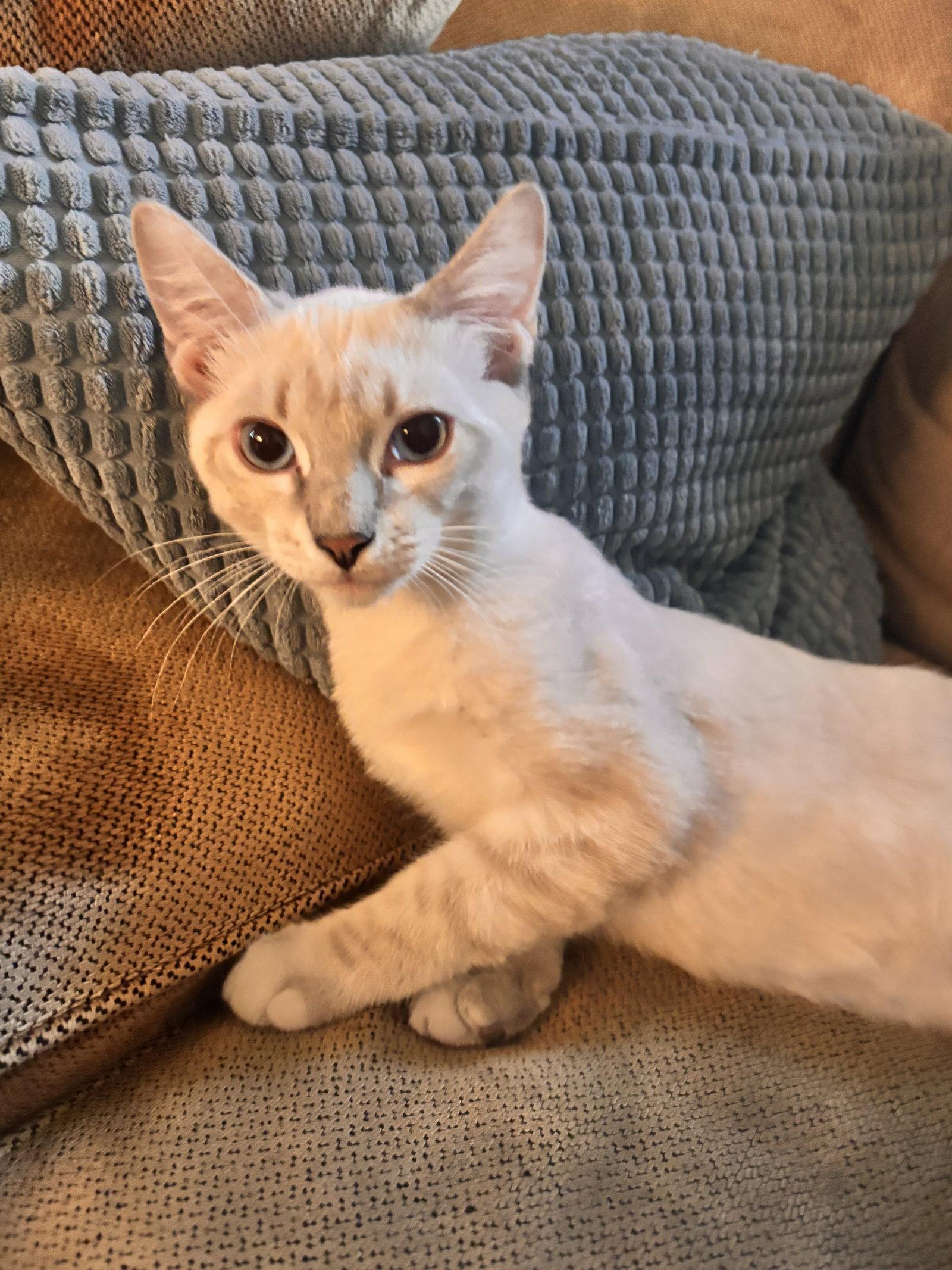 Olaf ( EE), a Adoptable Siamese in Vallejo, CA image 2/3