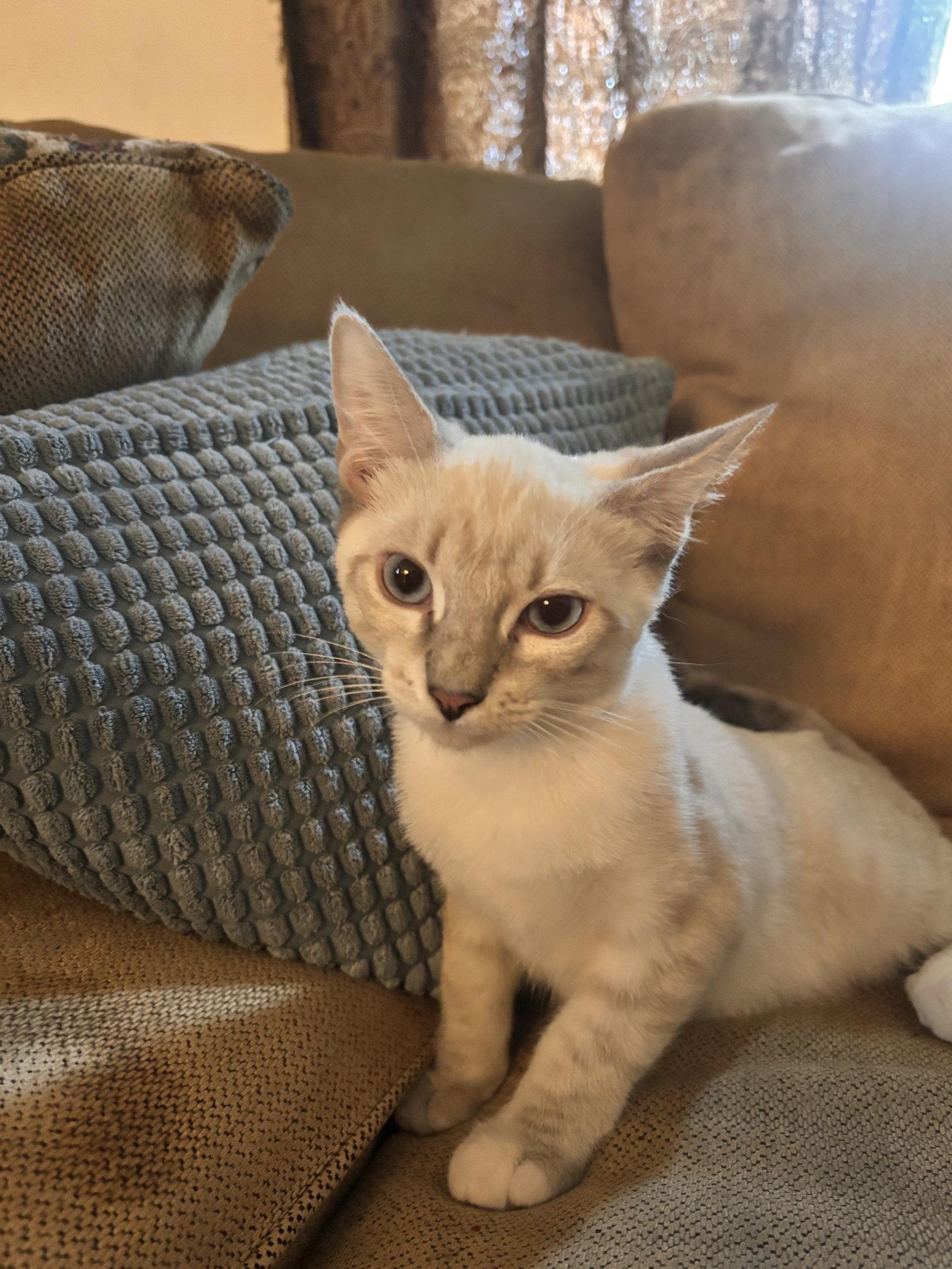 Olaf ( EE), a Adoptable Siamese in Vallejo, CA image 3/3