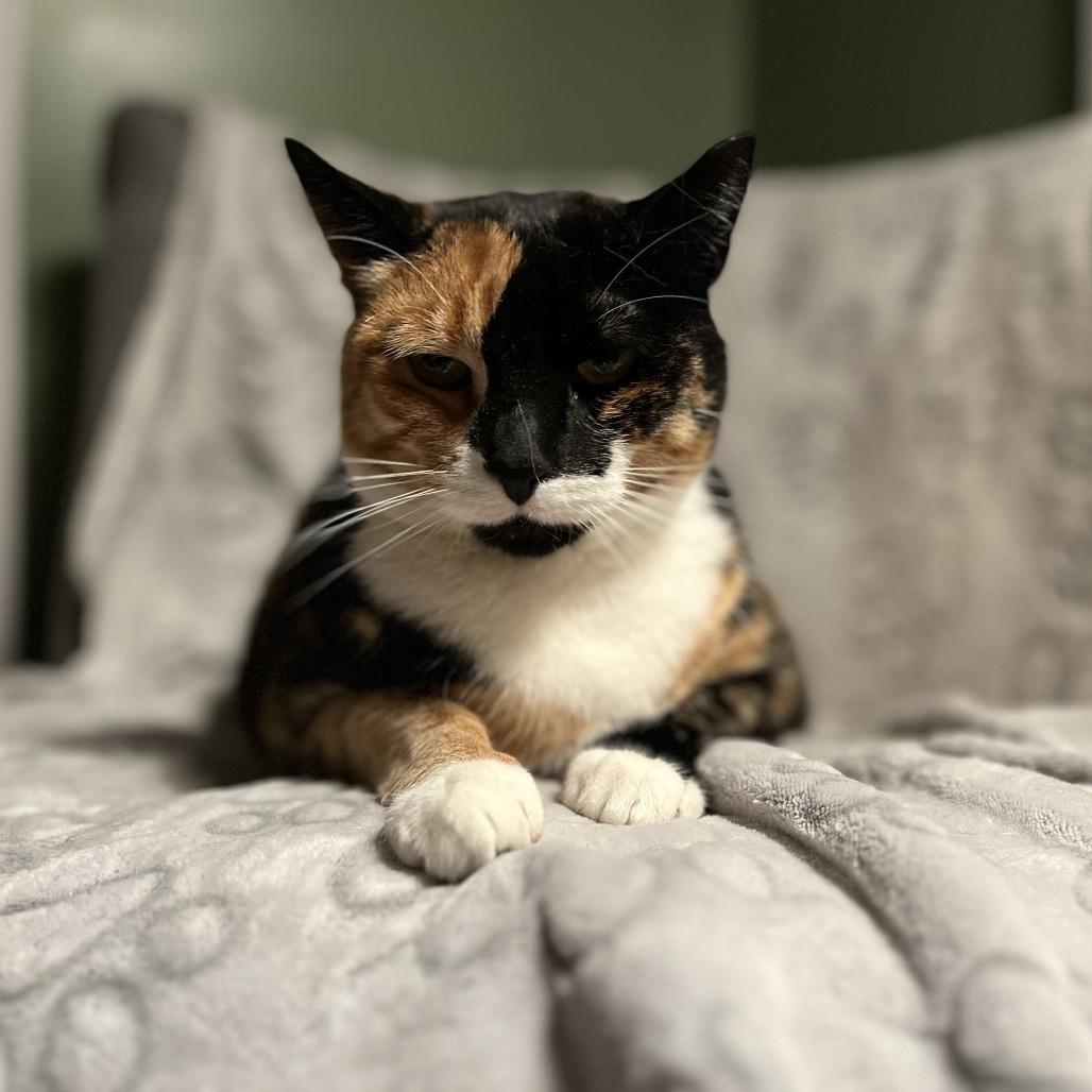 Kallee, a Adoptable Domestic Short Hair in Middle Village, NY image 1/6