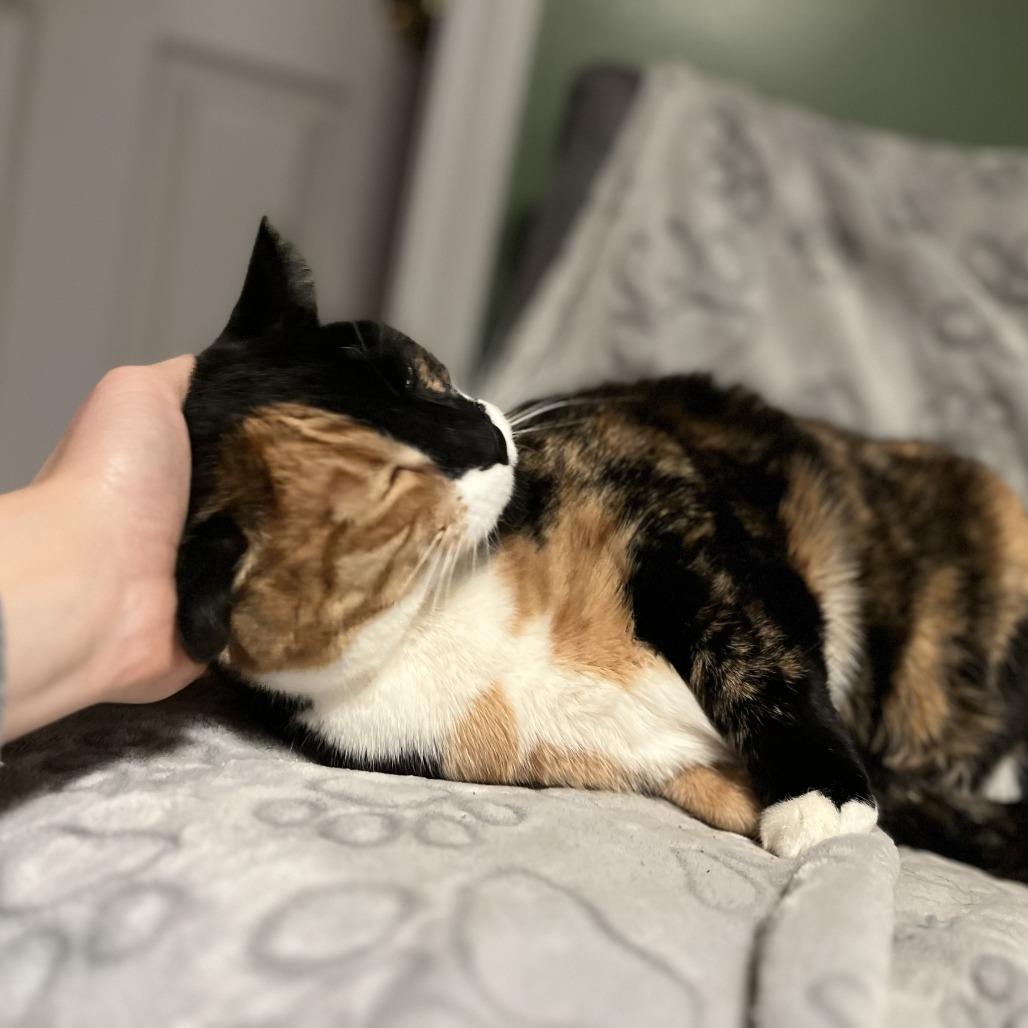 Kallee, a Adoptable Domestic Short Hair in Middle Village, NY image 3/6