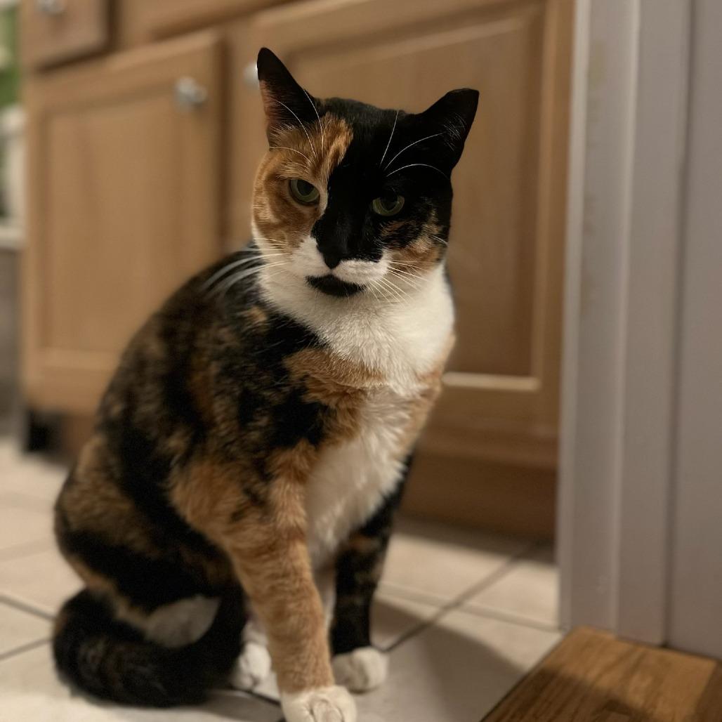 Kallee, a Adoptable Domestic Short Hair in Middle Village, NY image 4/6