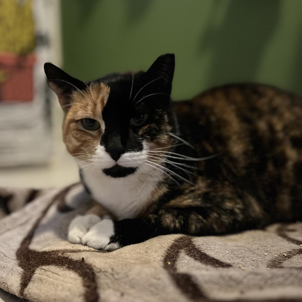 Kallee, a Adoptable Domestic Short Hair in Middle Village, NY image 5/6