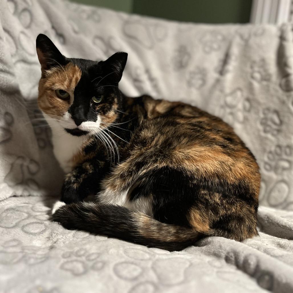 Kallee, a Adoptable Domestic Short Hair in Middle Village, NY image 6/6