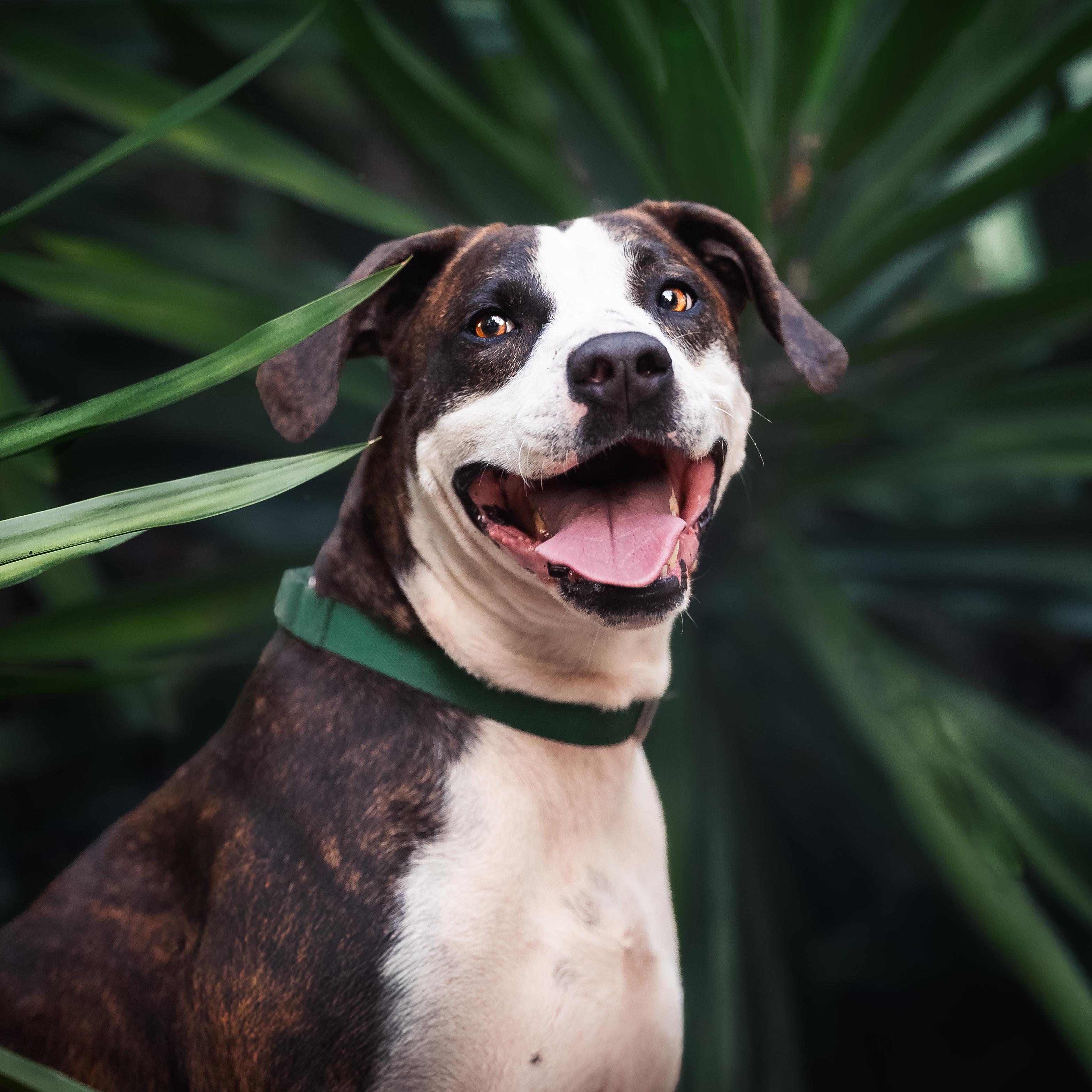 Zeke *In Training*, a Adoptable mixed breed in Umatilla, FL image 4/6