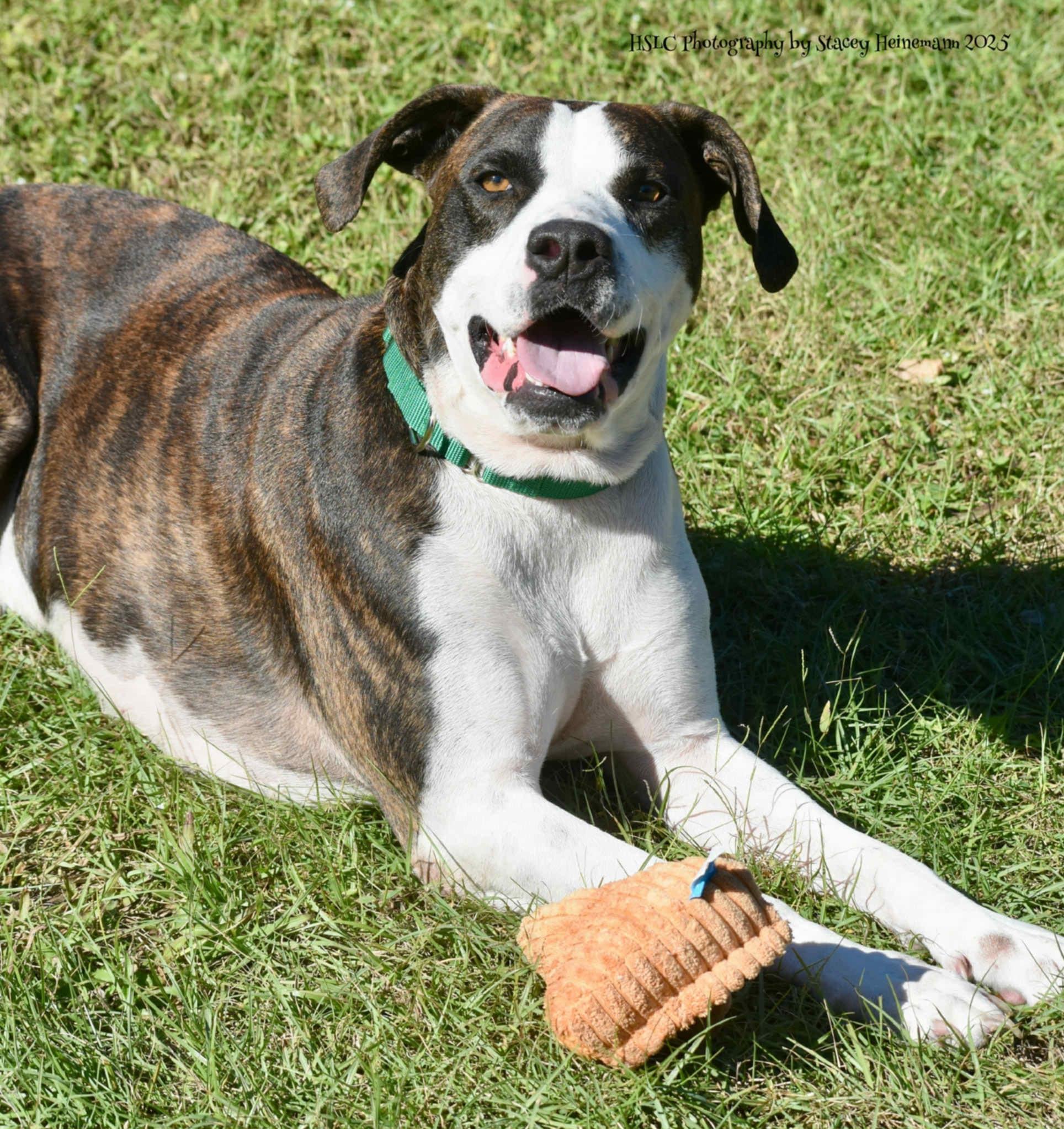 Zeke *In Training*, a Adoptable mixed breed in Umatilla, FL image 6/6