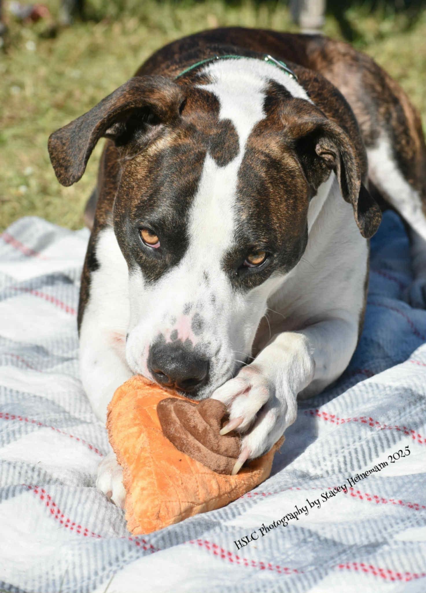 Zeke *In Training*, Adoptable, Adult Male Hound & Boxer.