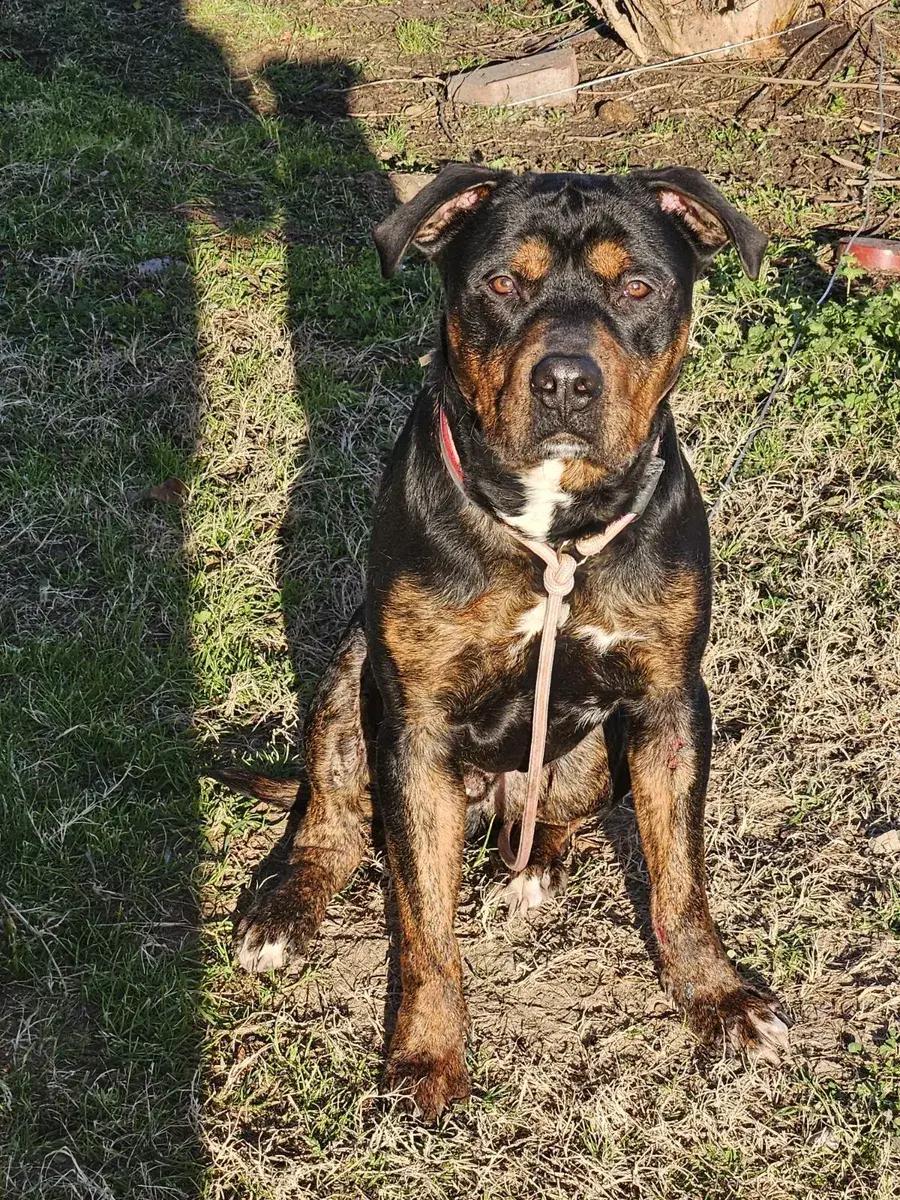 Enlarge Cooper, a ADOPTABLE mixed breed in Polk, OH image 2/2