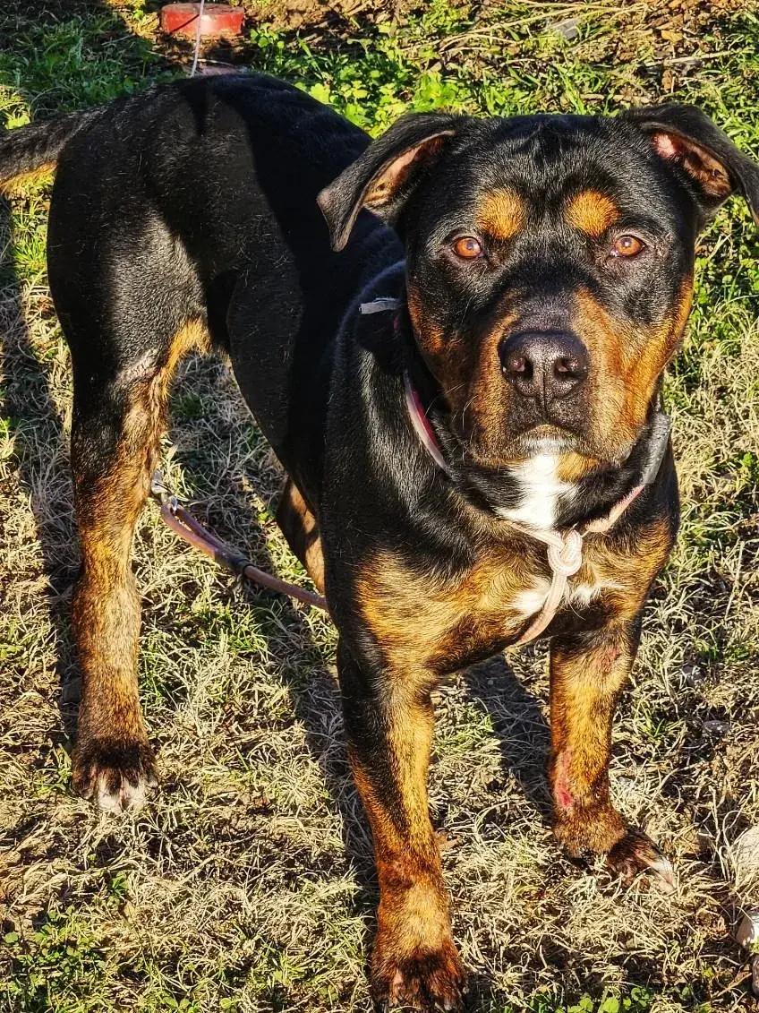 Cooper, ADOPTABLE, Young Male Rottweiler & Mastiff.
