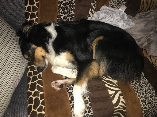 Courtesy Post - Theo - Plano, Illinois, a Adoptable Australian Shepherd in Sheridan, IL image 4/5