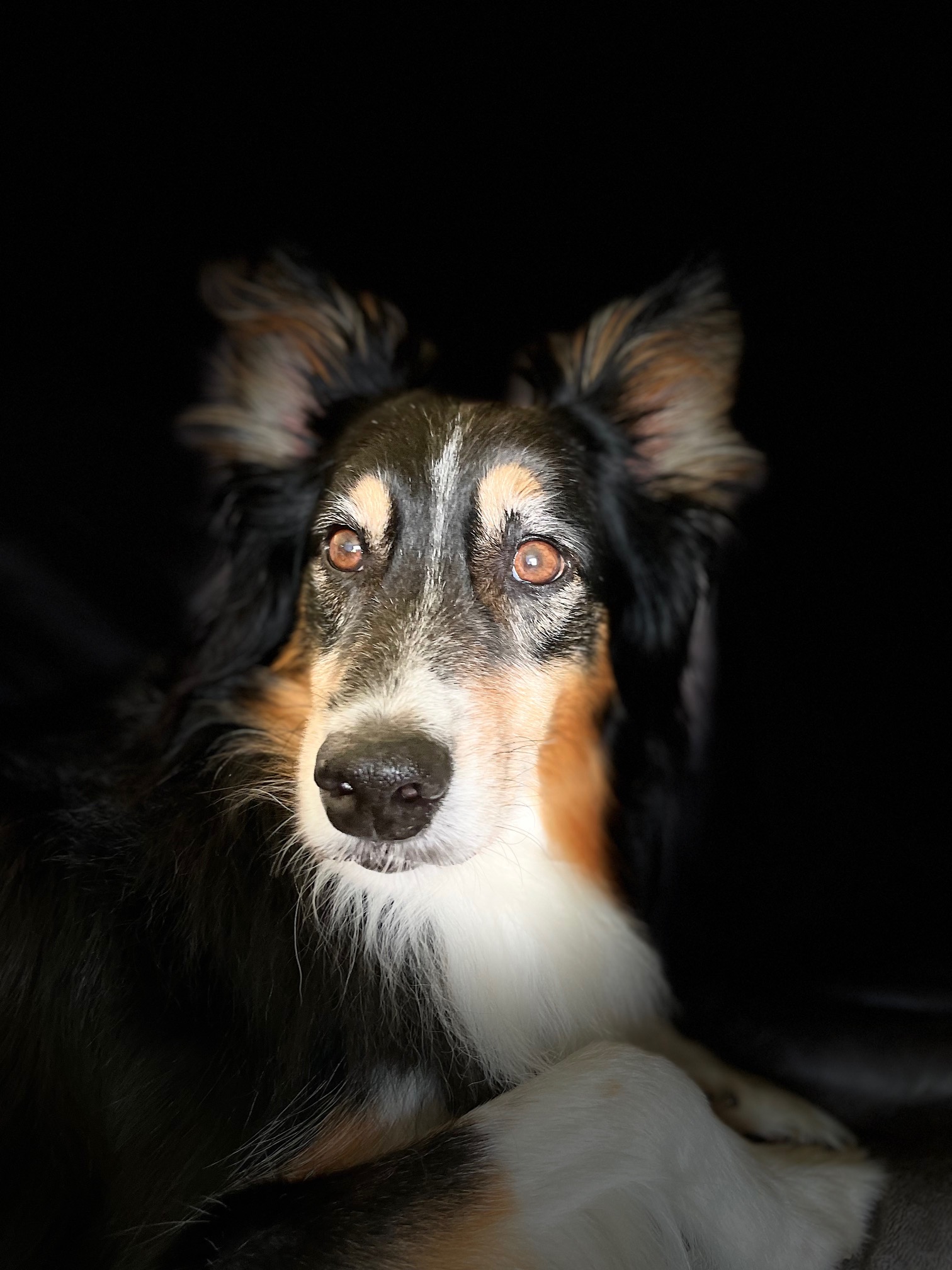 Courtesy Post - Theo - Plano, Illinois, a Adoptable Australian Shepherd in Sheridan, IL image 1/5