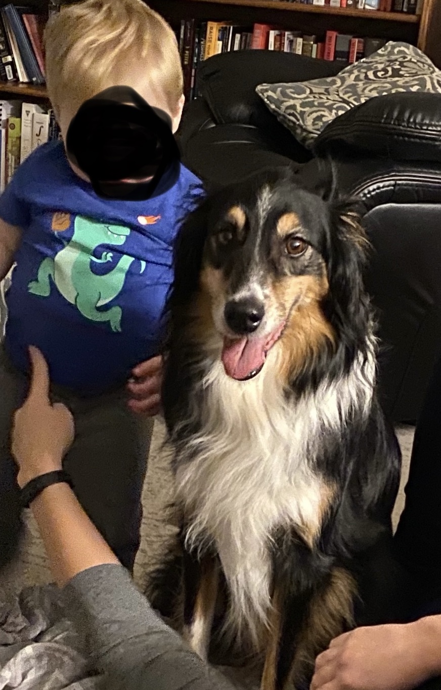 Courtesy Post - Theo - Plano, Illinois, a Adoptable Australian Shepherd in Sheridan, IL image 3/5