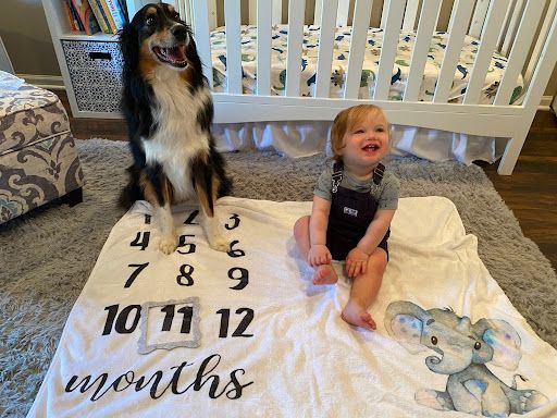 Courtesy Post - Theo - Plano, Illinois, a Adoptable Australian Shepherd in Sheridan, IL image 5/5