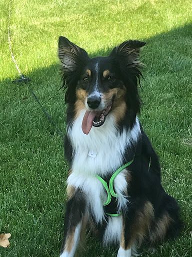 Courtesy Post - Theo - Plano, Illinois, a Adoptable Australian Shepherd in Sheridan, IL image 2/5
