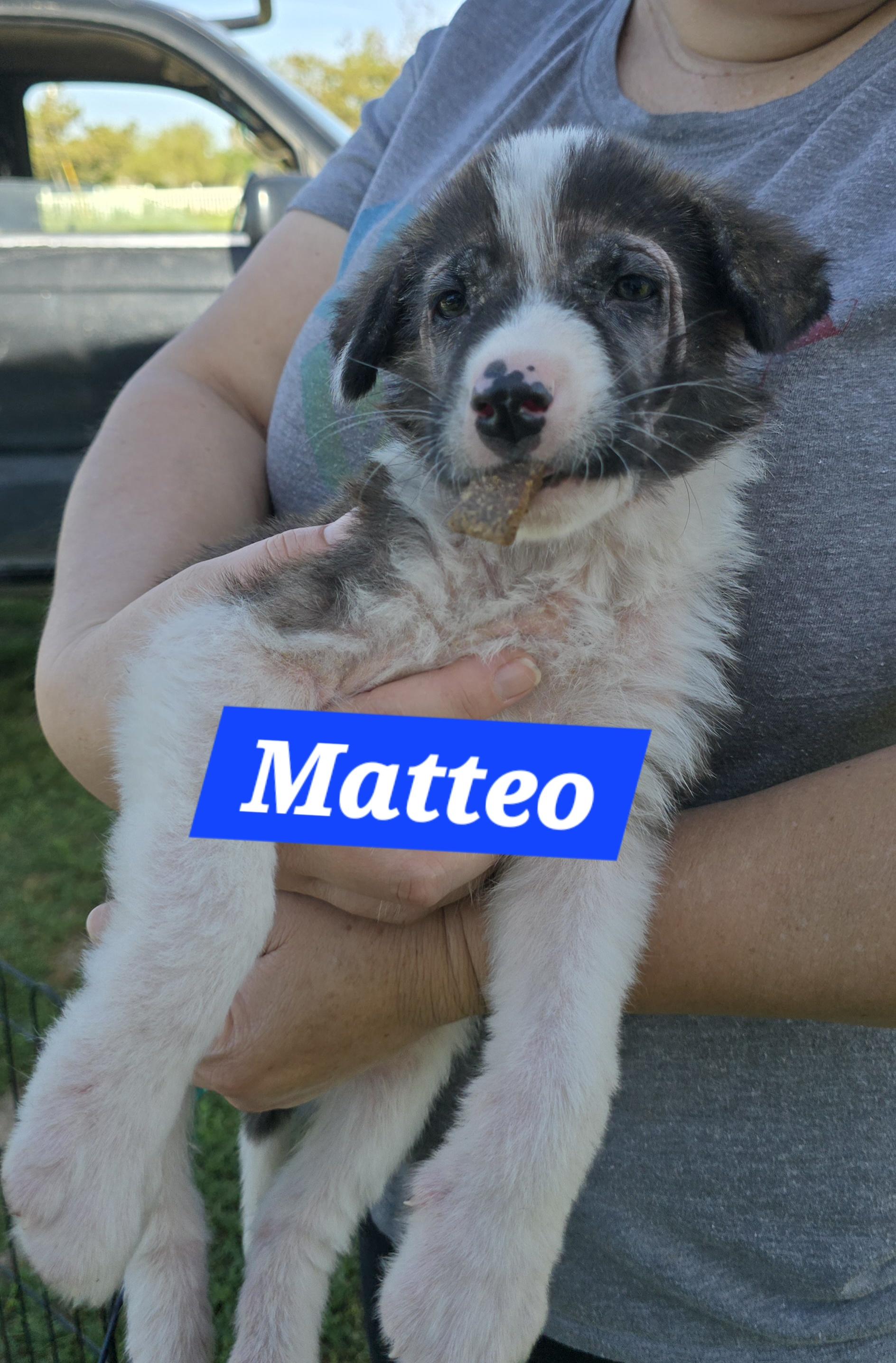 Enlarge Matteo, a ADOPTABLE mixed breed in Tracy, CA image 2/3