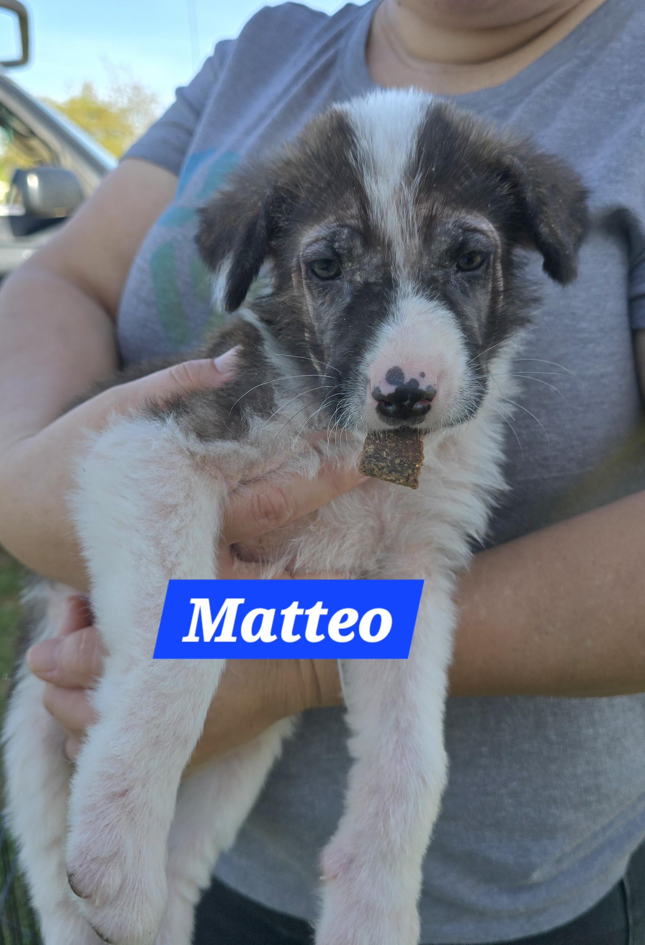 Enlarge Matteo, a ADOPTABLE mixed breed in Tracy, CA image 1/3