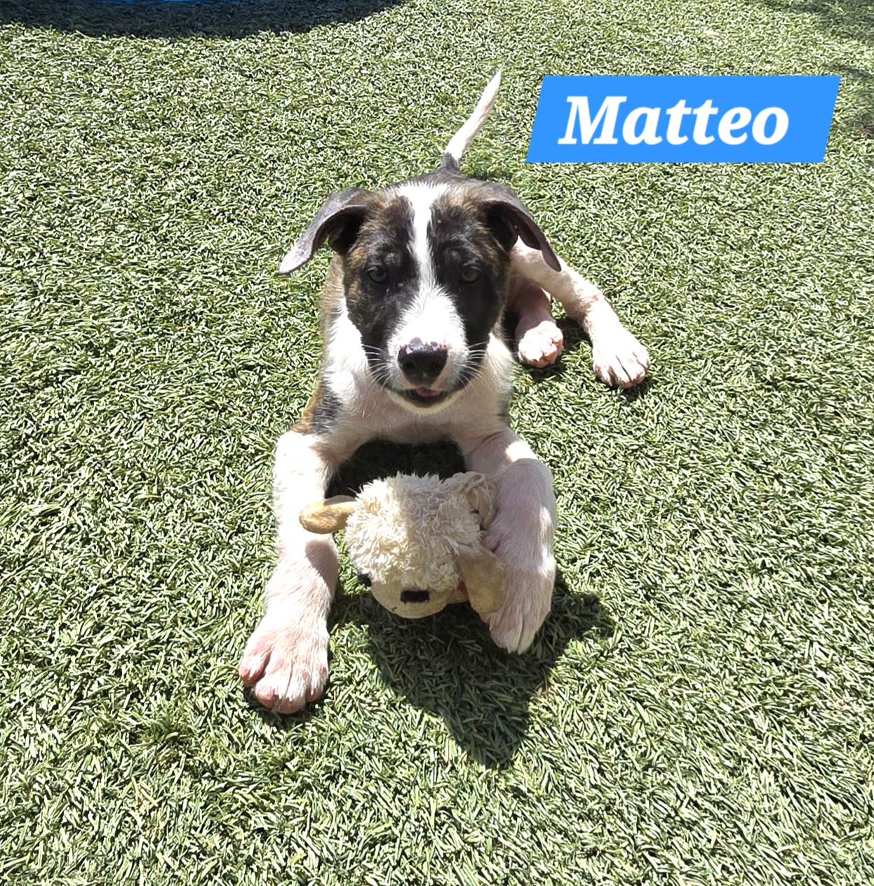 Matteo, adopted, Puppy Male German Shepherd Dog.