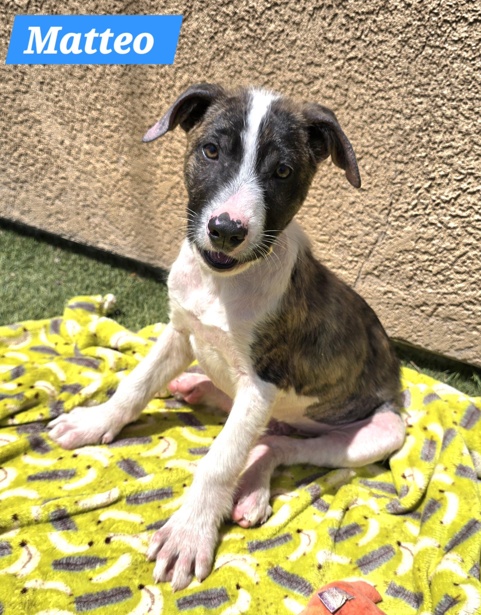 Enlarge Matteo, an adopted mixed breed in Tracy, CA image 2/3