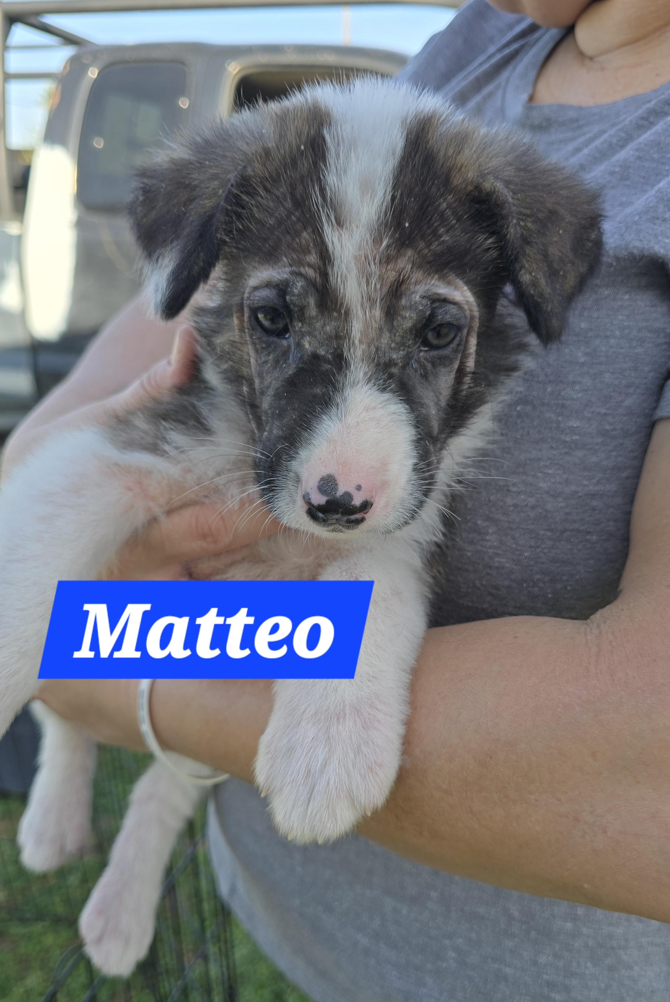 Enlarge Matteo, a ADOPTABLE mixed breed in Tracy, CA image 3/3