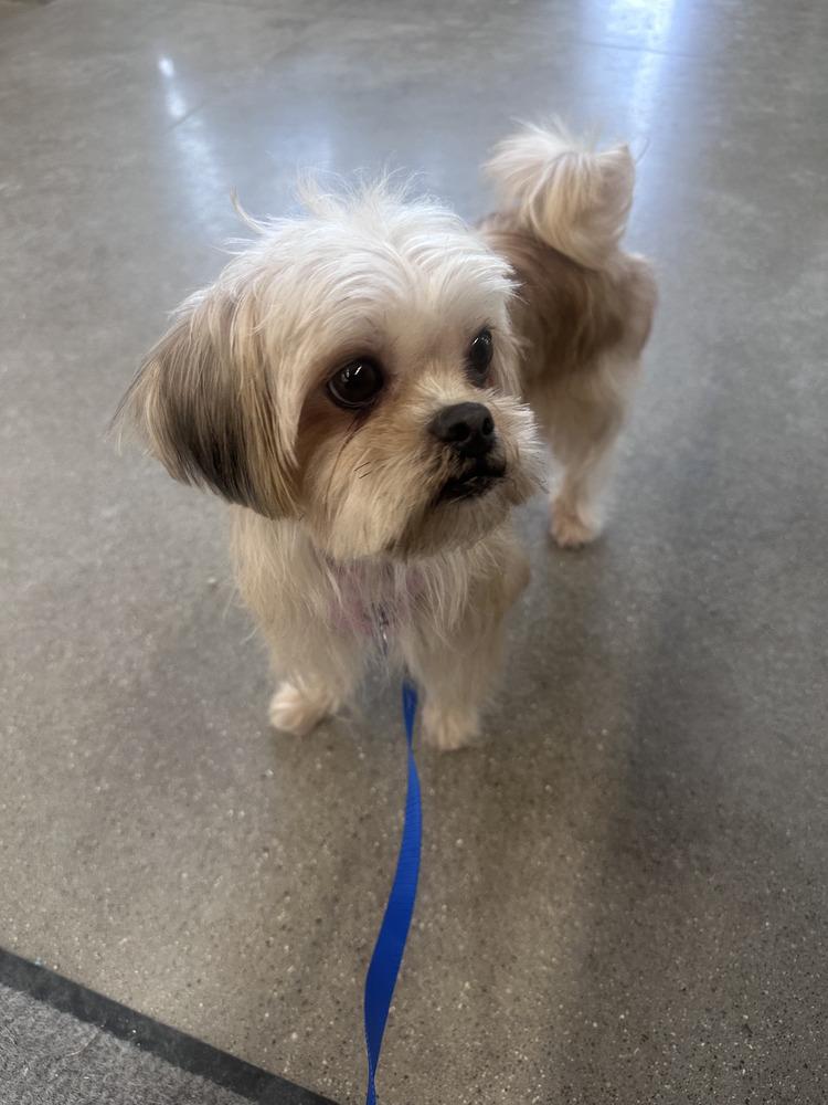 Enlarge Tootsie - Pending Adoption, a Adoptable mixed breed in Grand Rapids, MI image 1/5