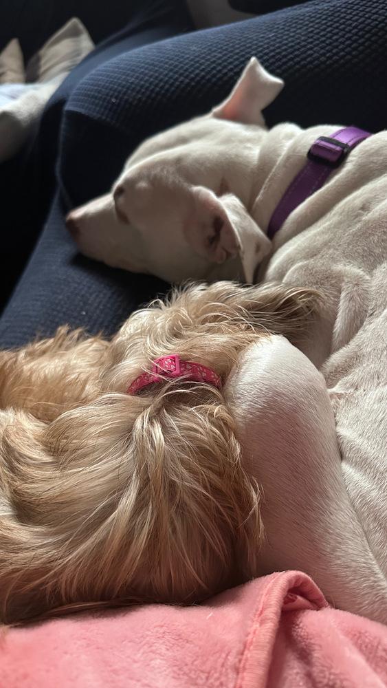 Enlarge Tootsie - Pending Adoption, a Adoptable mixed breed in Grand Rapids, MI image 2/5