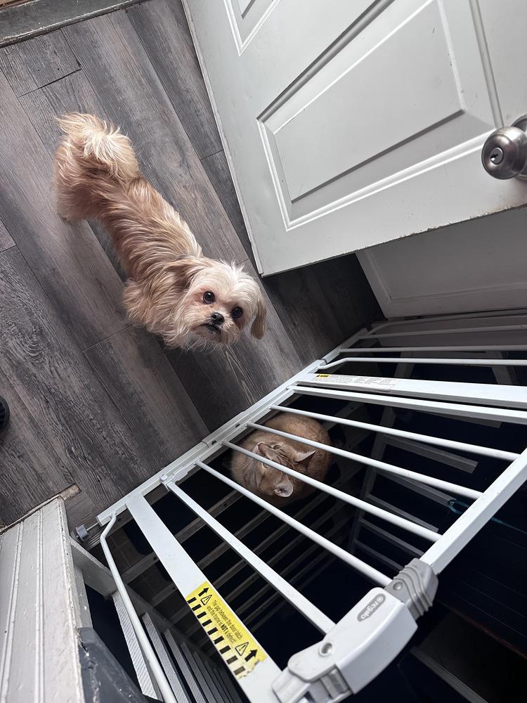 Enlarge Tootsie - Pending Adoption, a Adoptable mixed breed in Grand Rapids, MI image 3/5