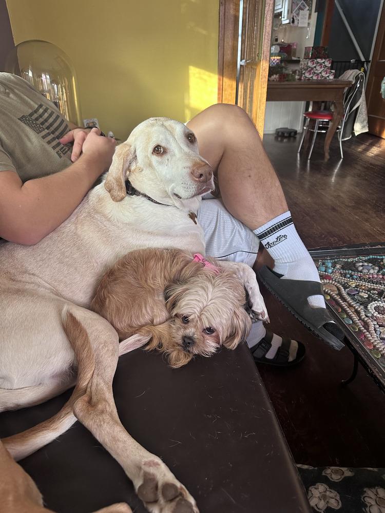 Enlarge Tootsie - Pending Adoption, a Adoptable mixed breed in Grand Rapids, MI image 4/5