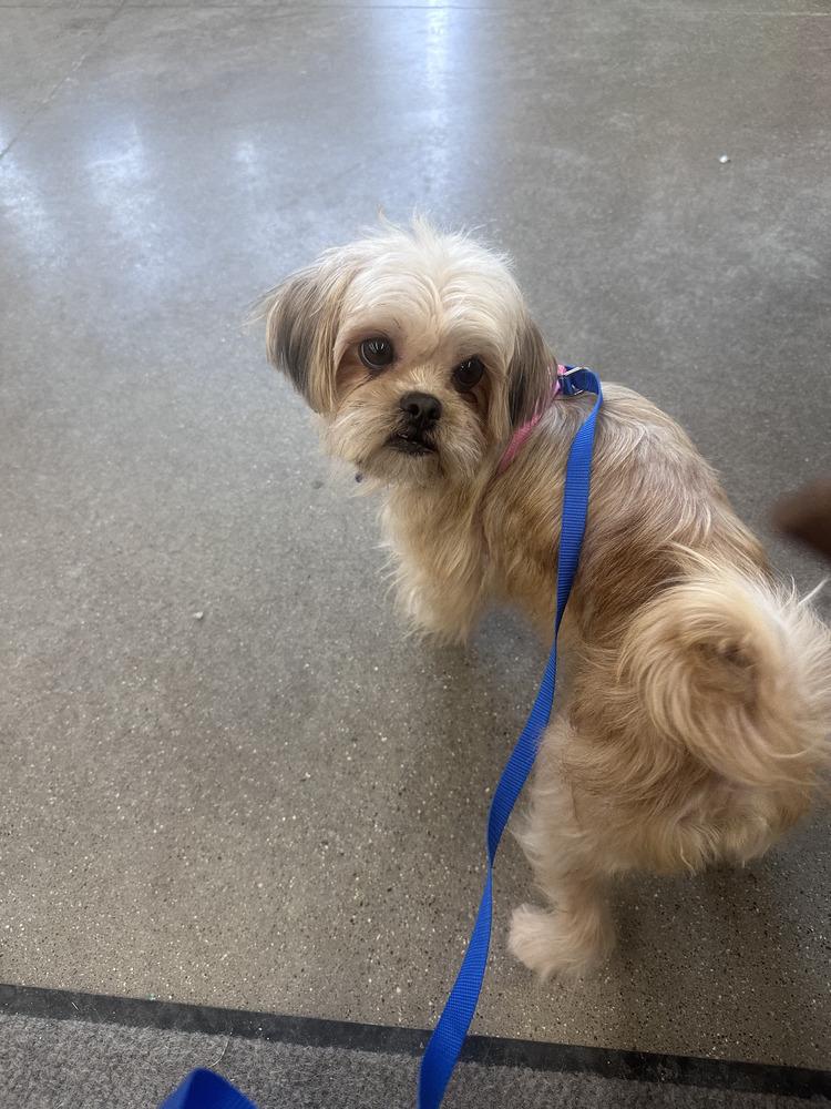 Enlarge Tootsie - Pending Adoption, a Adoptable mixed breed in Grand Rapids, MI image 5/5