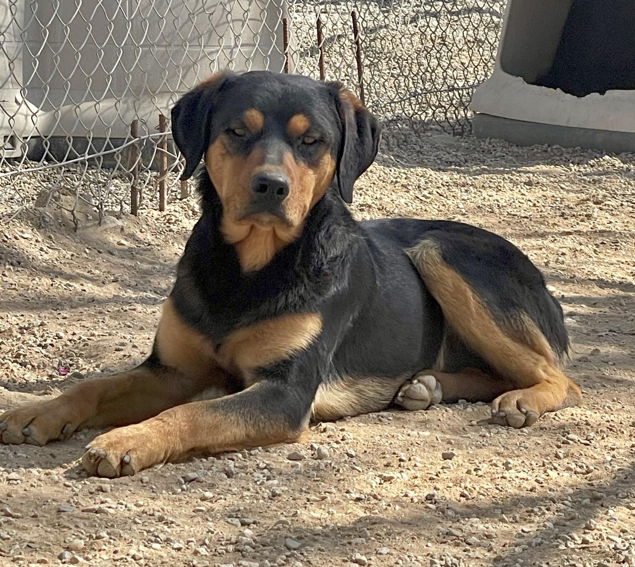Joey, a Adoptable Rottweiler in Agua Dulce, CA image 1/2