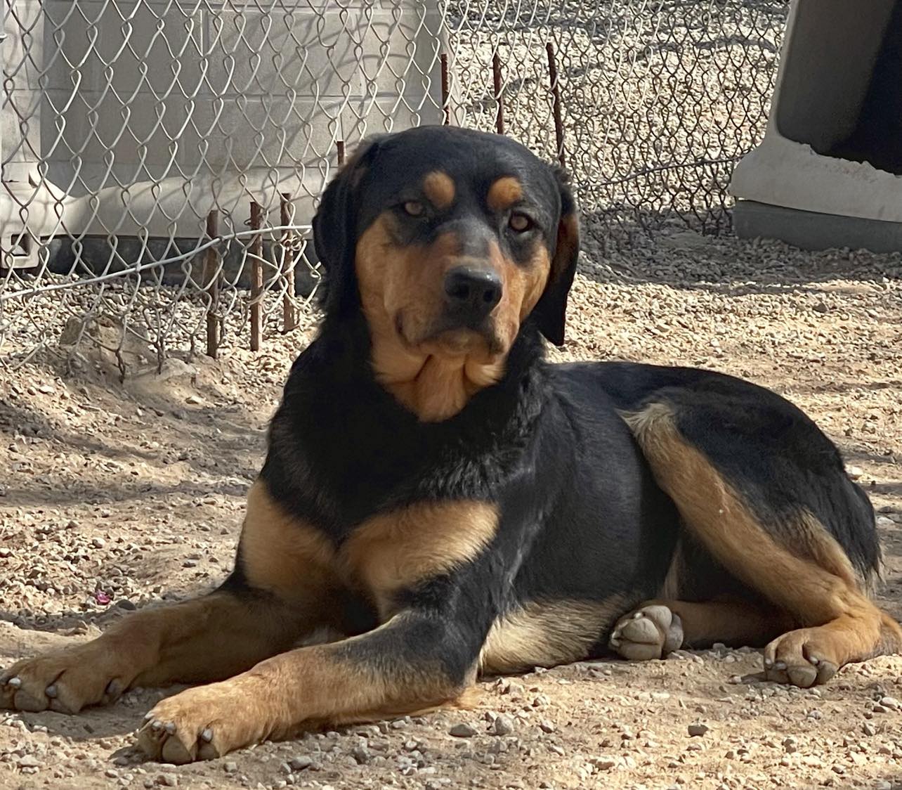 Joey, a Adoptable Rottweiler in Agua Dulce, CA image 2/2