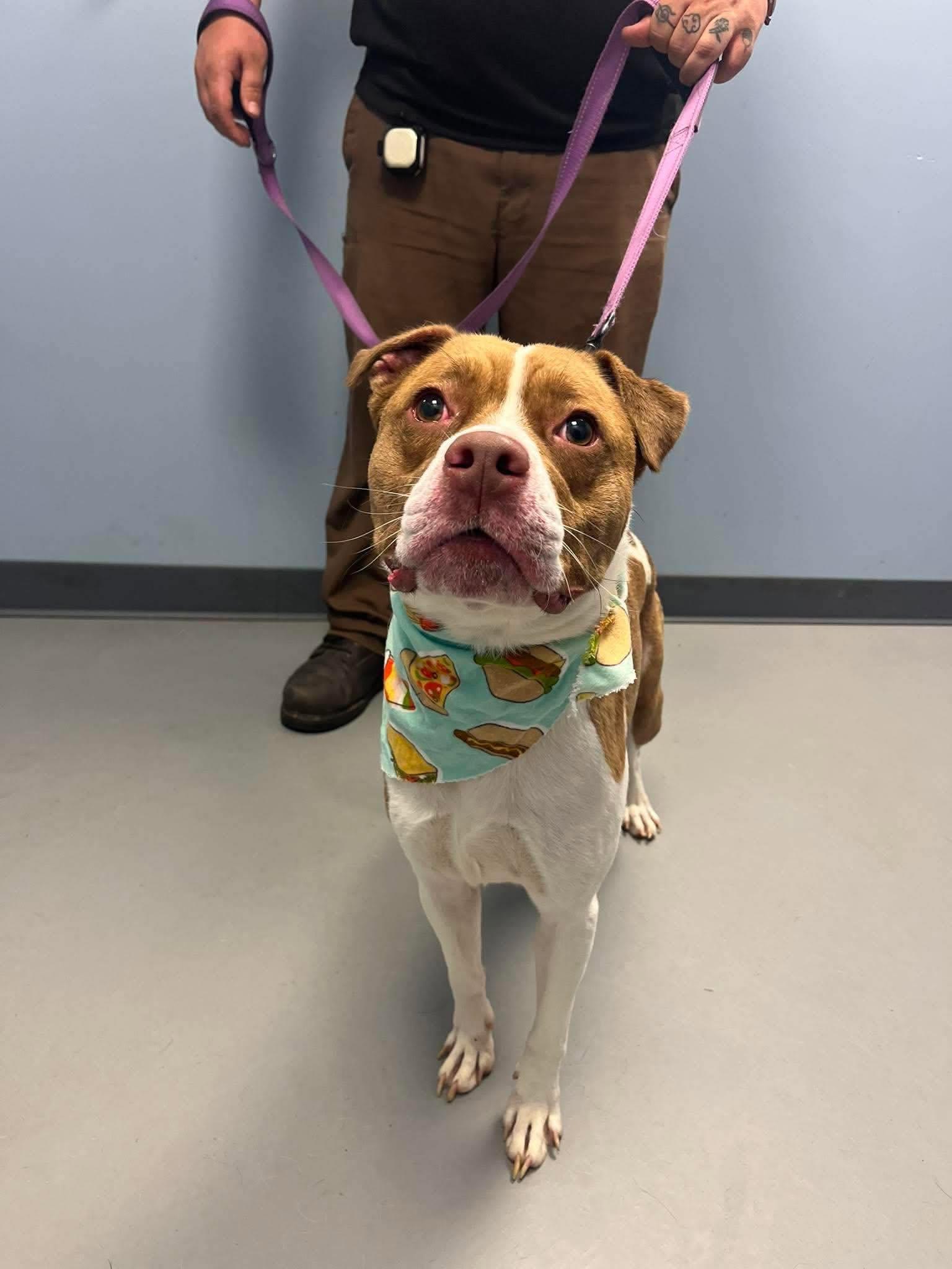 Enlarge Max, a ADOPTABLE mixed breed in Zanesville, OH image 1/1