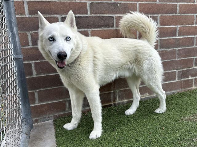 MIDNIGHT MOON, Adoptable, Adult Male Siberian Husky & Mixed Breed.