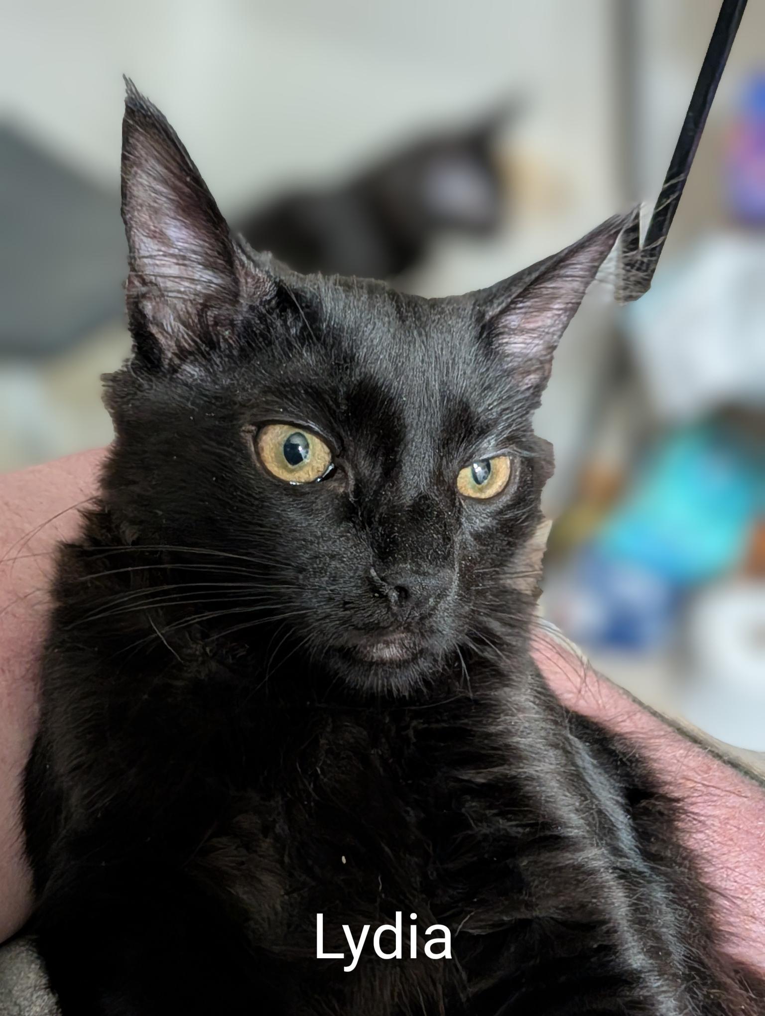 Enlarge Lydia - ssb, a ADOPTABLE Domestic Medium Hair in Burlington, WA image 3/4