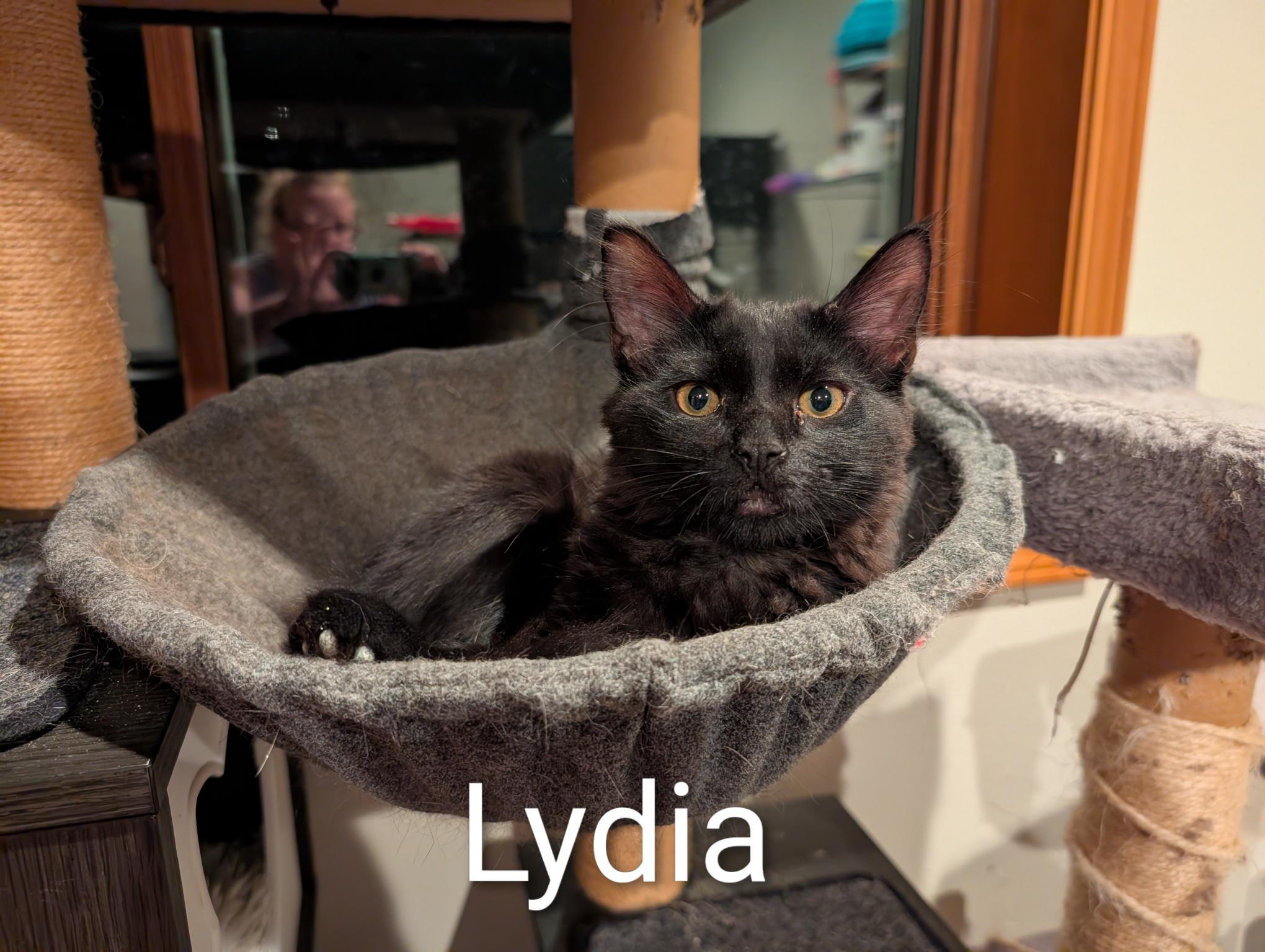Enlarge Lydia - ssb, a ADOPTABLE Domestic Medium Hair in Burlington, WA image 2/4