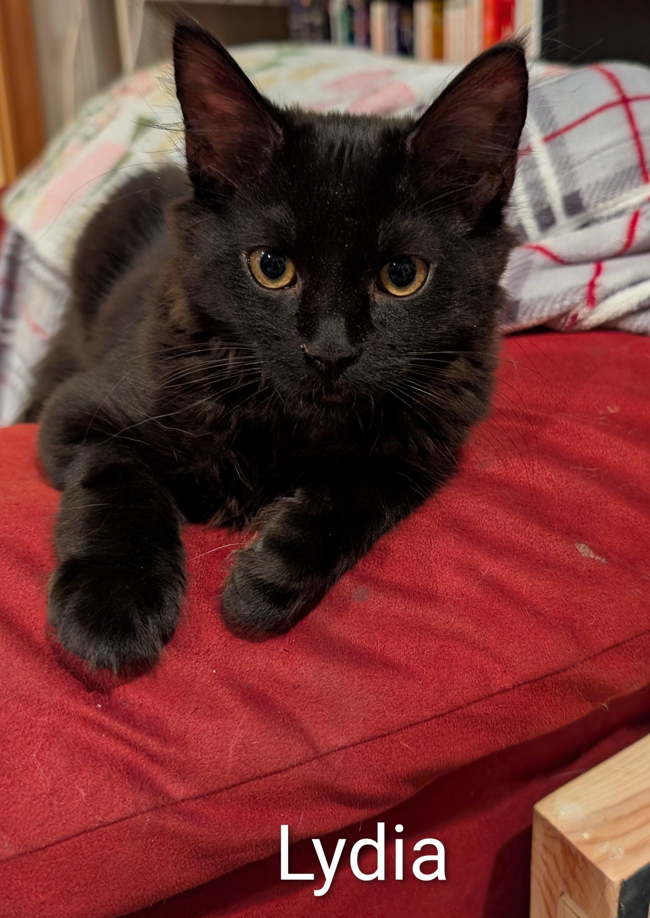 Enlarge Lydia - ssb, a ADOPTABLE Domestic Medium Hair in Burlington, WA image 1/4