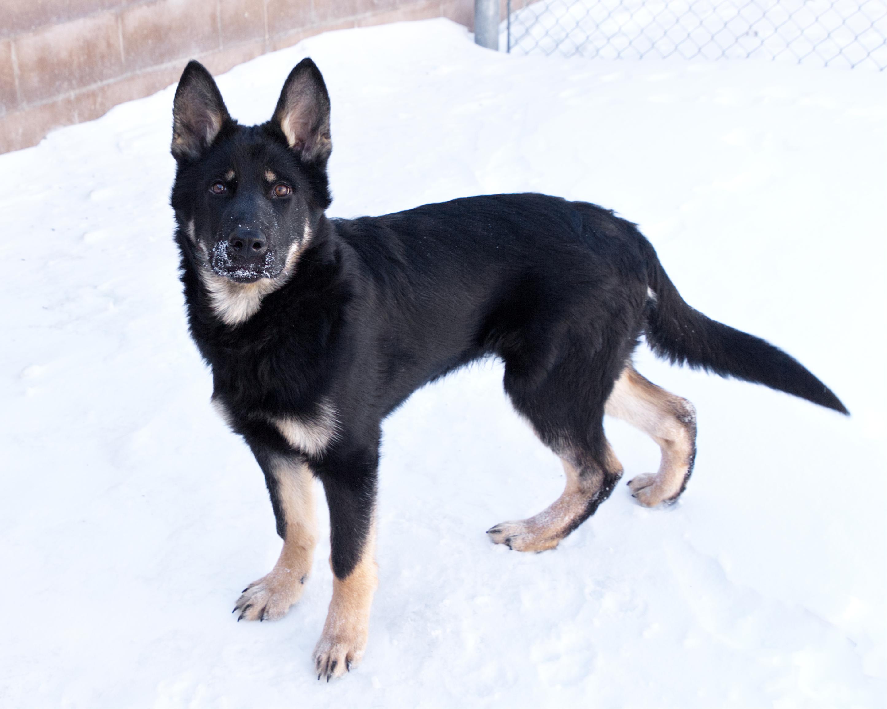 Enlarge Bennet, an adopted mixed breed in Winnipeg, MB image 2/3