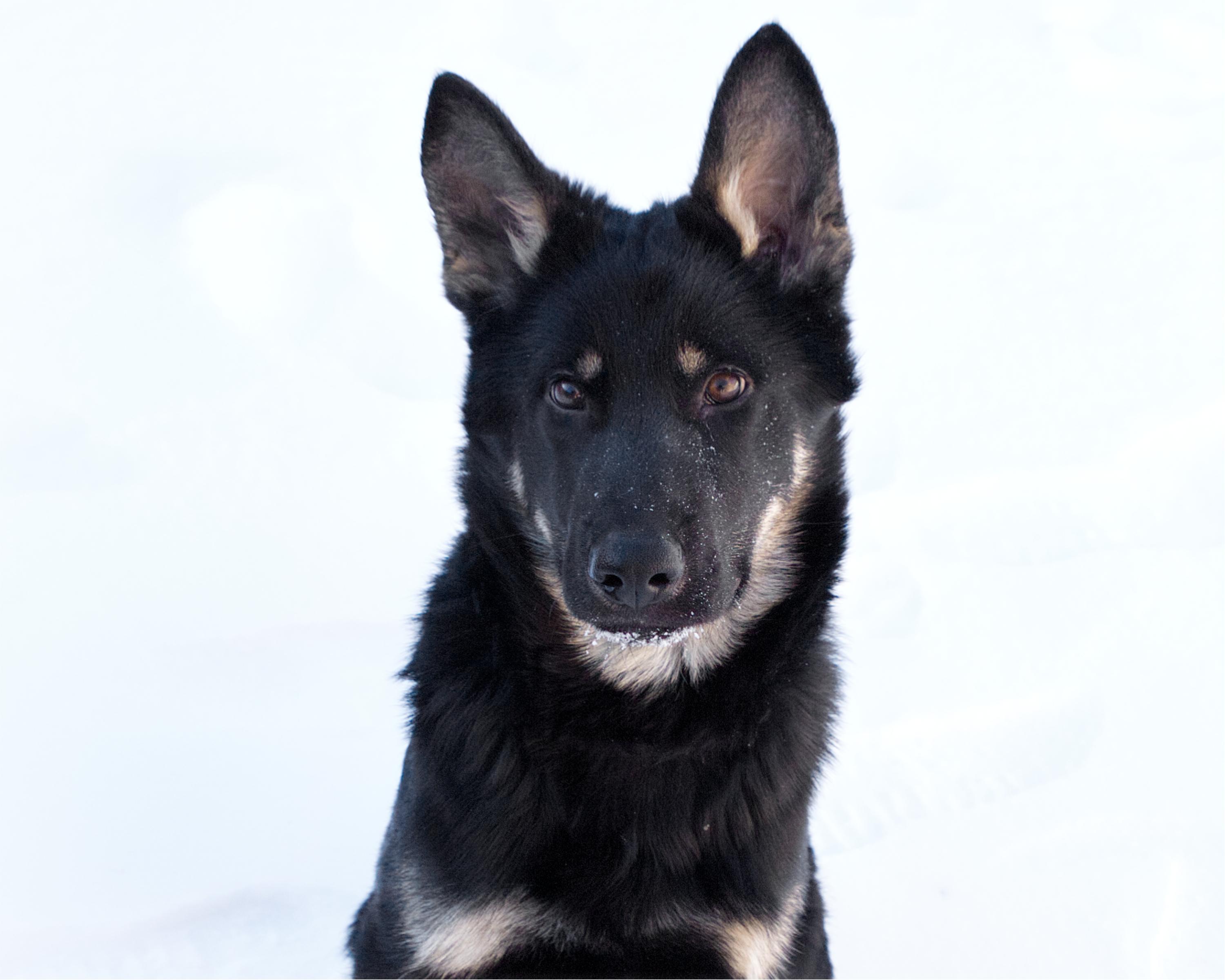 Enlarge Bennet, an adopted mixed breed in Winnipeg, MB image 1/3