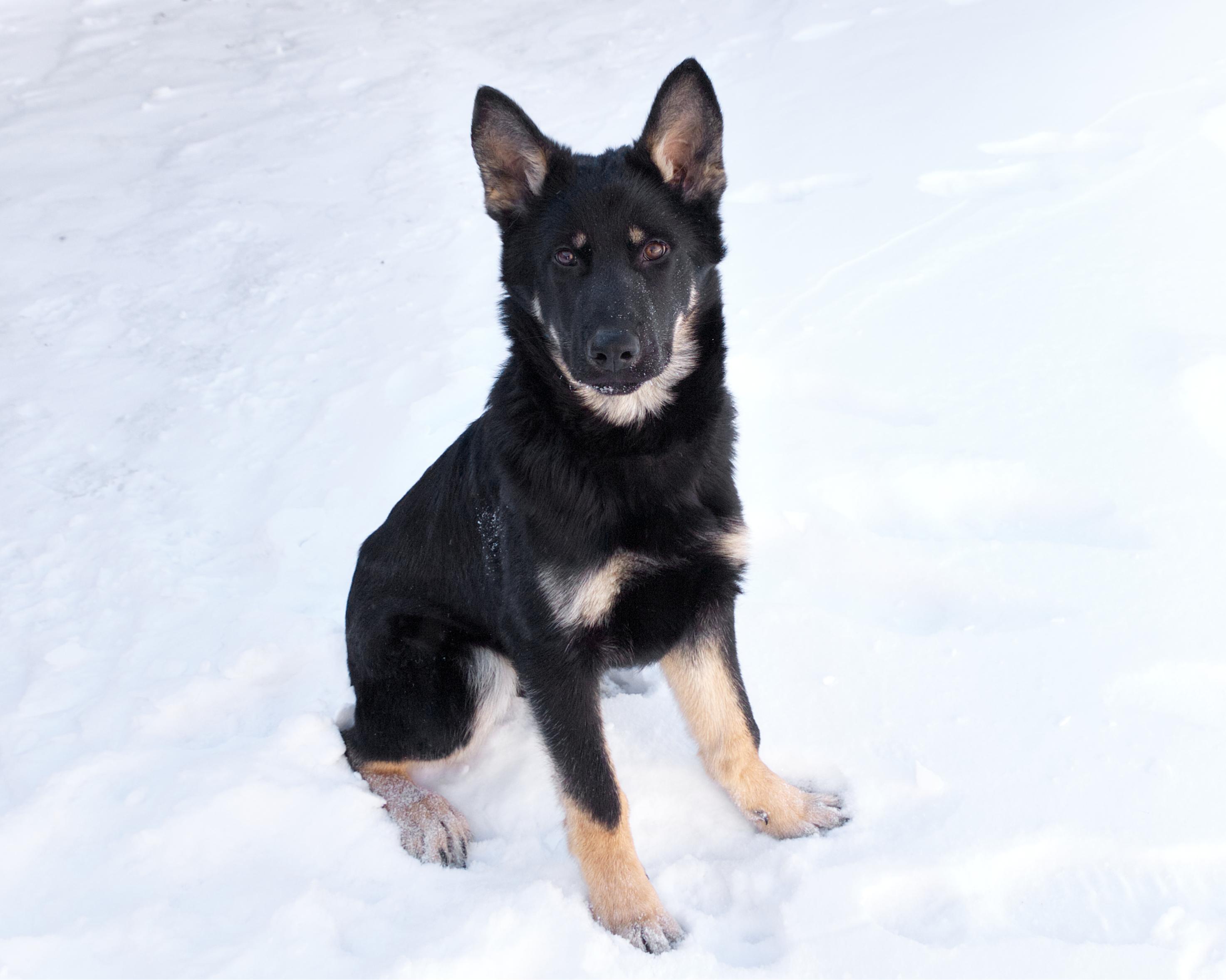 Enlarge Bennet, an adopted mixed breed in Winnipeg, MB image 3/3