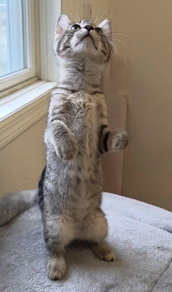 Little Bear, adopted, Kitten Female Domestic Short Hair.