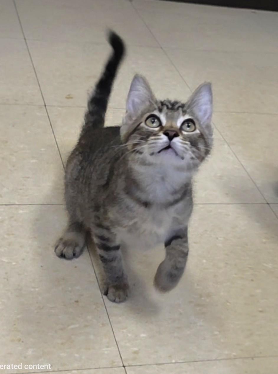 Little Bear, an adopted Domestic Short Hair in Red Wing, MN image 3/3